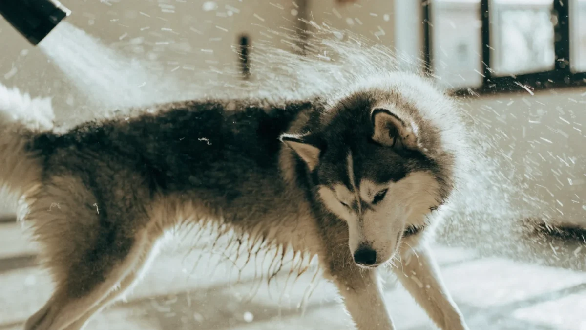 Deshedding Double-Coated Dogs: What Actually Works