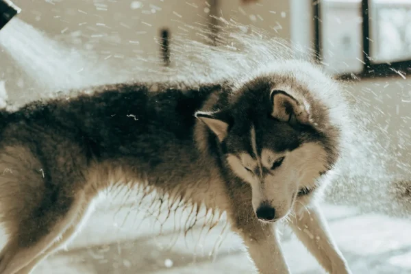 Siberian Husky during high-velocity blow-dry session with visible loose undercoat being expelled from coat