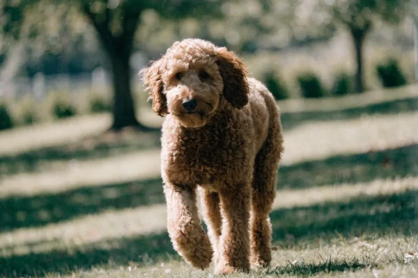 Curly-coated Goldendoodle walking outdoors, representative of designer dog crossbreeds
