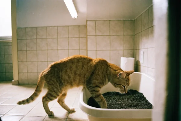 Orange tabby cat in a litter box in a bathroom setting