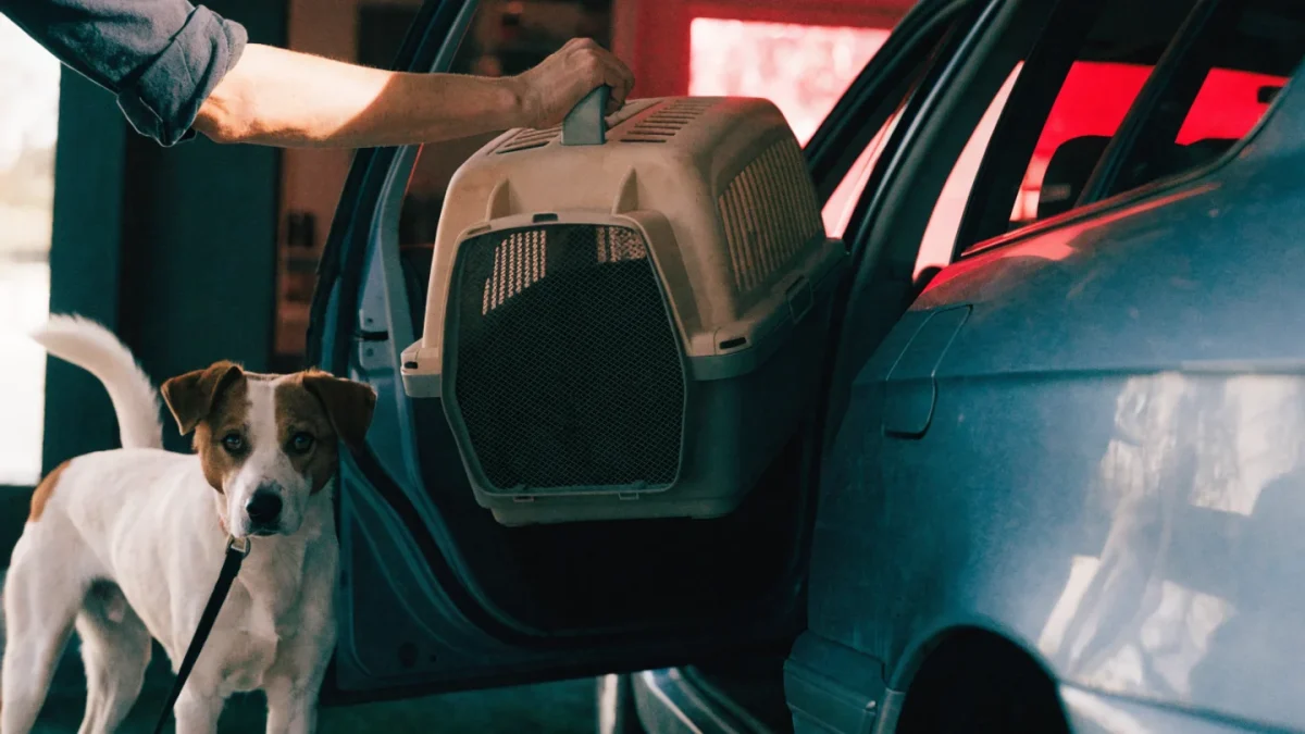 Disaster Evacuation with Pets: How to Plan and Execute