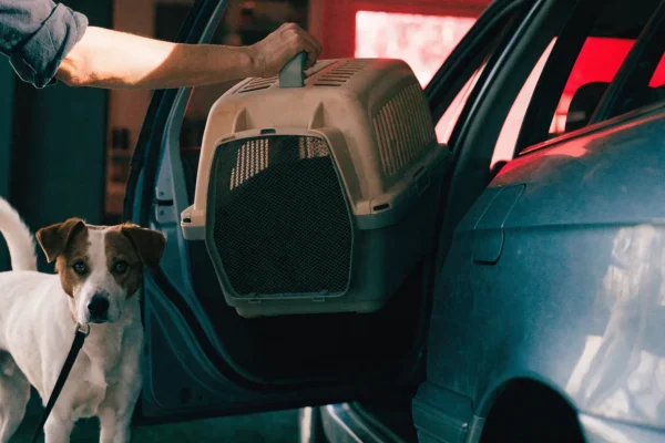 Cat carrier being loaded into car during emergency evacuation with dog waiting on leash
