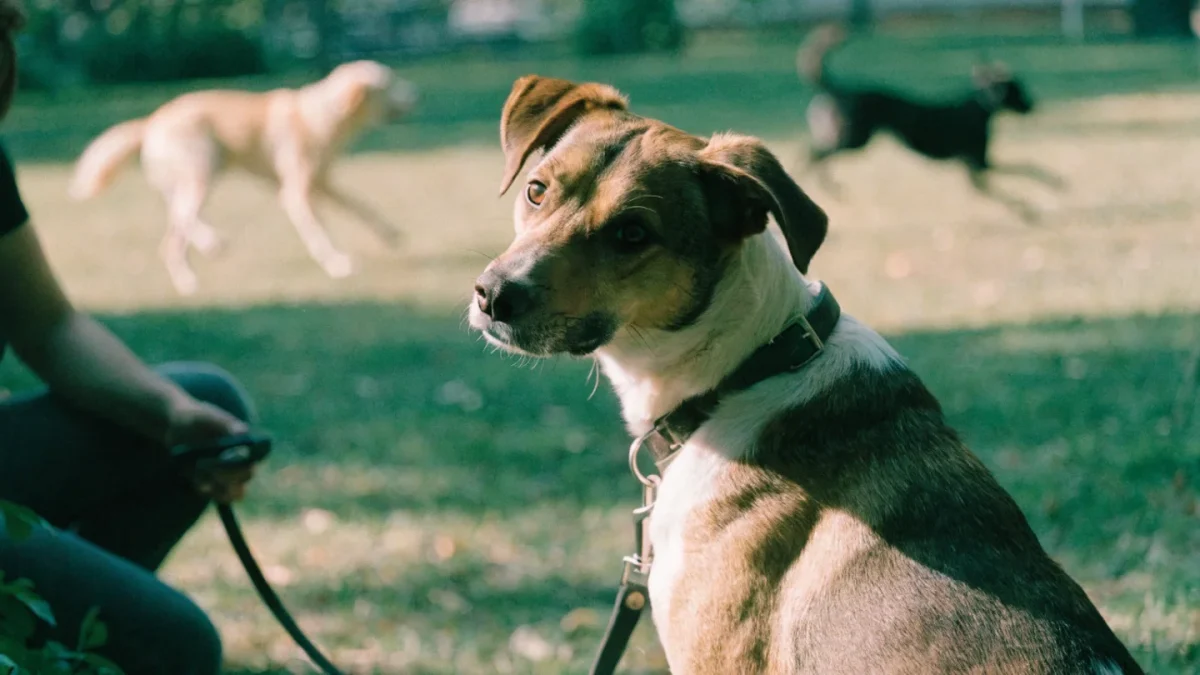 Distraction Training for Dogs: Teaching Commands to Hold Under Pressure