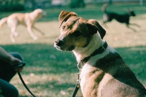 Dog holding sit while other dogs play nearby during distraction training