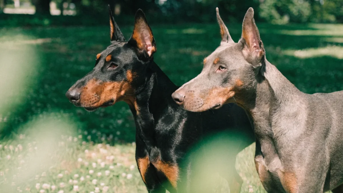 Doberman Genetics: Color Dilution, DCM Risk, and Genetic Testing