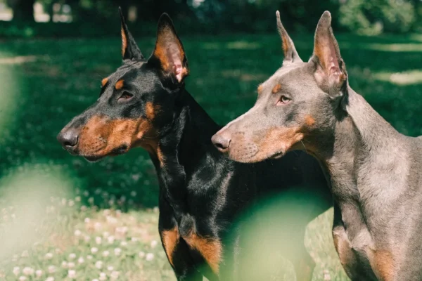 Black-and-rust and blue Doberman Pinschers side by side outdoors, showing coat color dilution genetics