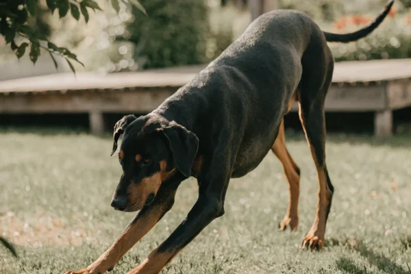 Black and tan Doberman Pinscher standing relaxed in a sunlit backyard