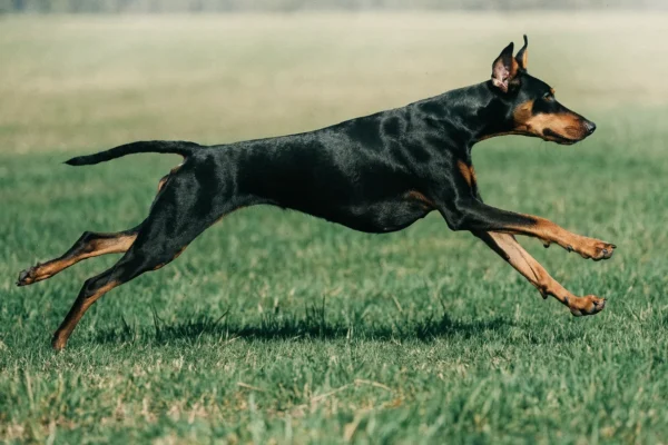 Black-and-tan Doberman Pinscher running at full stride across an open field