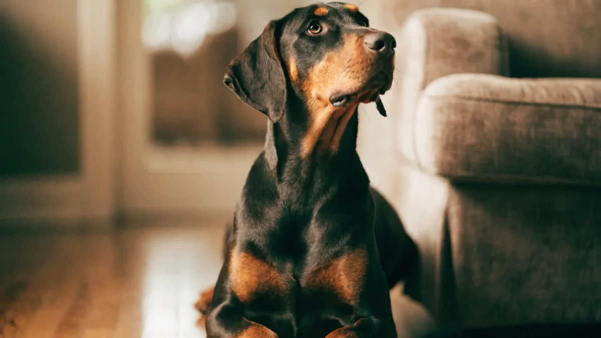 Doberman Pinscher Temperament: Fearless, Alert, and Deeply Bonded