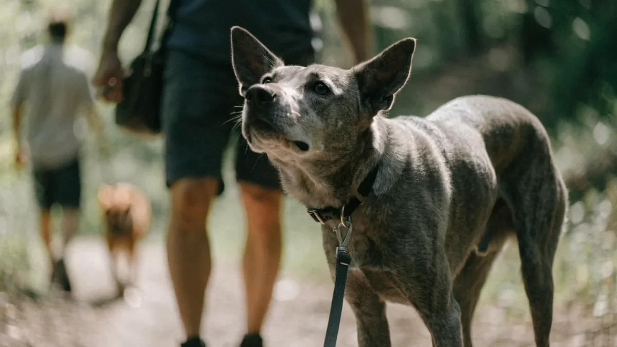 Dog Aggression and Reactivity: Understanding, Managing, and Reducing It