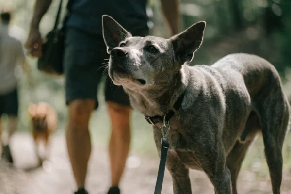 Reactive dog on leash being managed at distance from trigger on trail