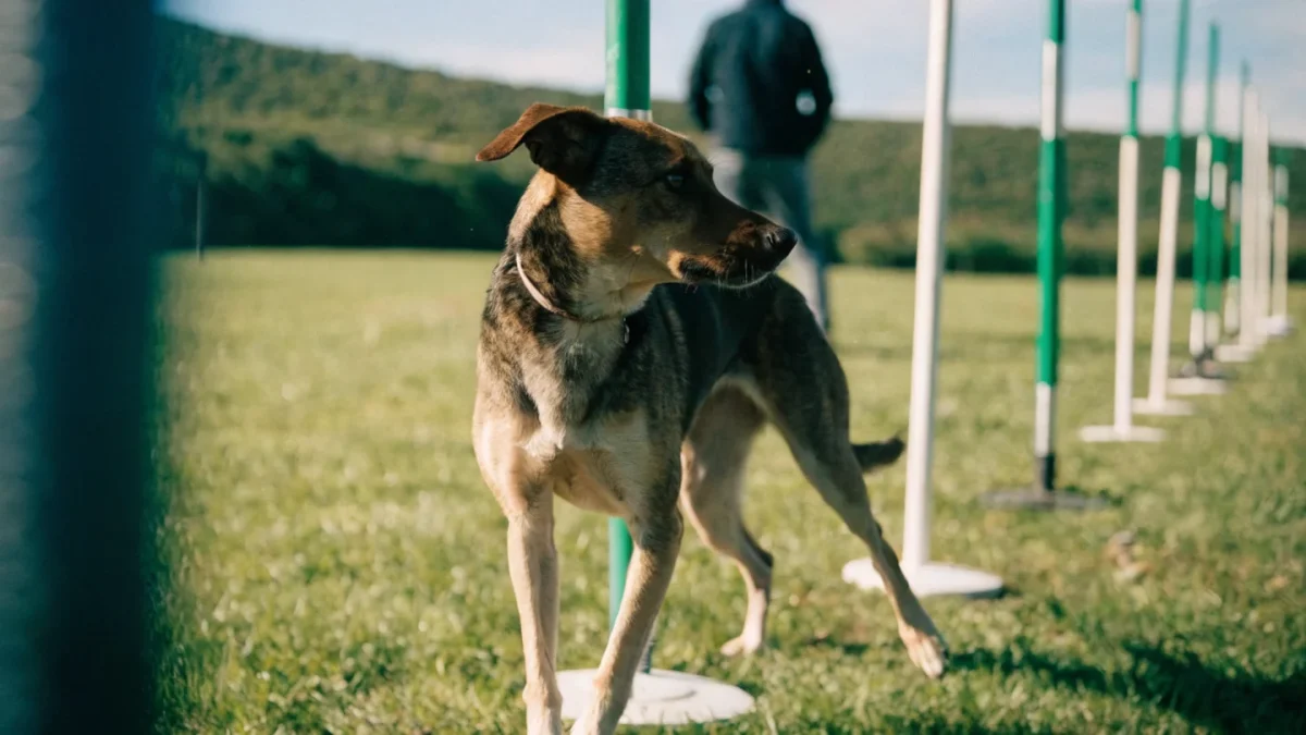 Getting Started in Dog Agility: A Beginner’s Roadmap