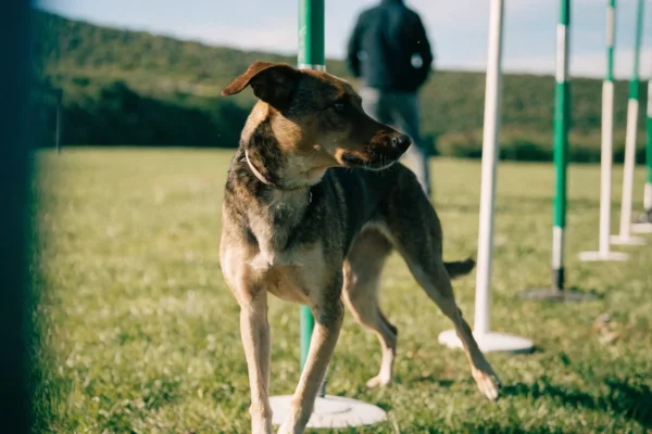 Dog navigating agility weave poles with handler visible in background