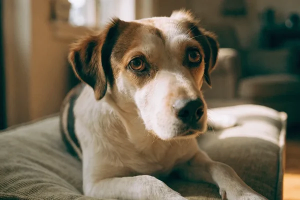 Anxious dog resting with soft worried expression in home setting
