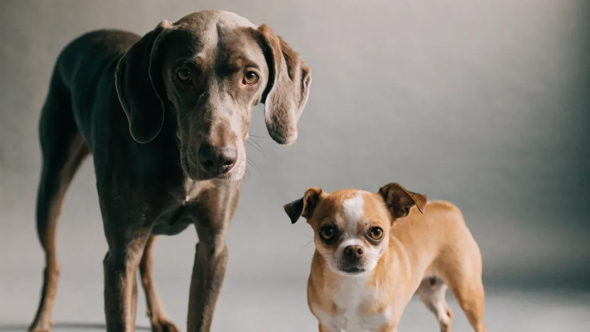 Dog Breed Comparisons: Choosing Between Similar Breeds