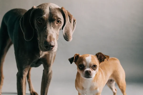 Two contrasting dog breeds standing side by side in a professional studio portrait setting