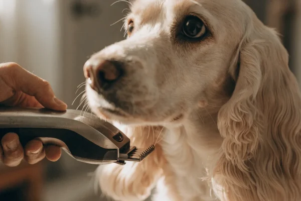 Professional dog grooming clippers in hand being used to clip a cream-colored Cocker Spaniel showing blade detail and smooth coat work