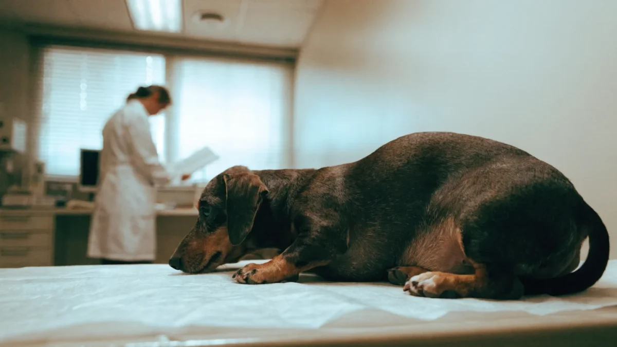 Dog Metabolic Conditions: Diabetes, Cushing’s, and Hypothyroidism
