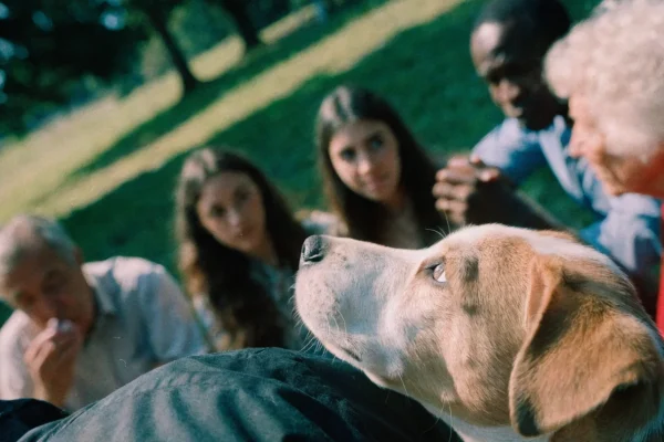Puppy being socialized with different people in a park setting