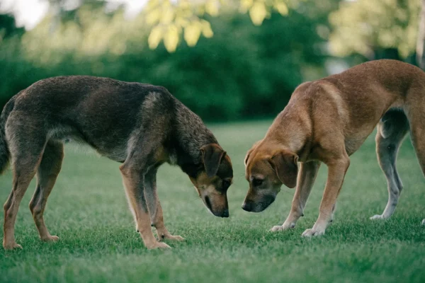 Two dogs greeting each other with appropriate polite body language in a park