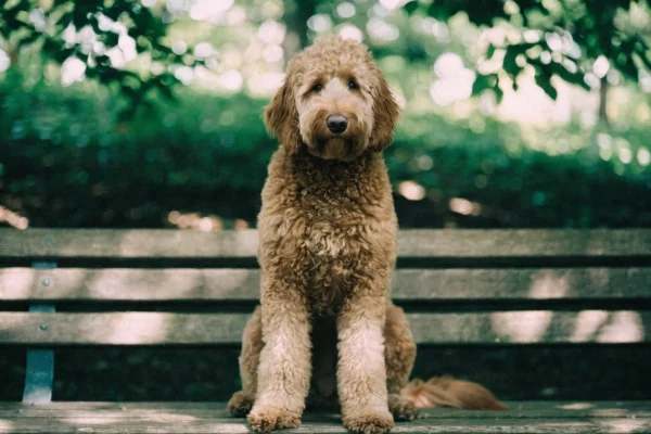 Curly-coated Goldendoodle sitting outdoors showing dense mixed coat texture