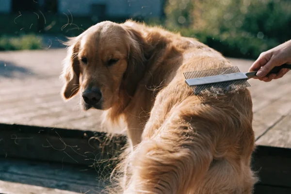Golden retriever being brushed on a deck with loose undercoat fur visible in sunlight