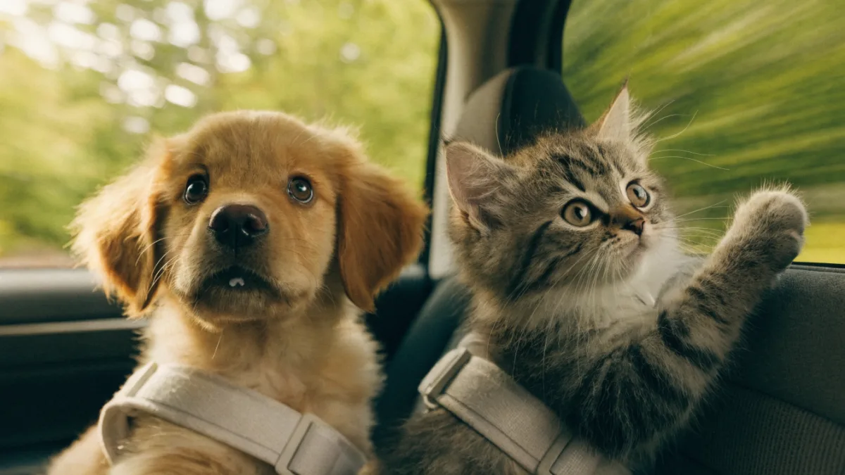 Drooling in the Backseat: Solving Car Sickness in Puppies vs. Kittens