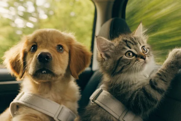 A puppy and kitten sit side-by-side in a car's backseat, looking uncomfortable and showing signs of motion sickness.