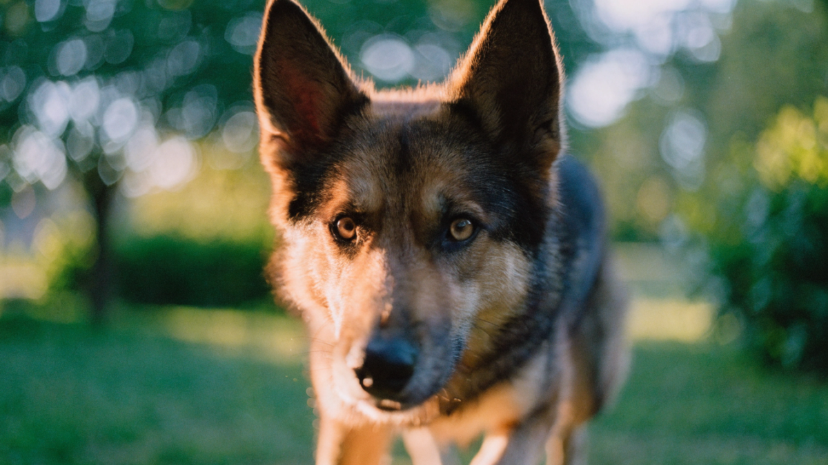 Ears Up, Energy High: How to Read Your Pointy-Eared Dog’s Body Language