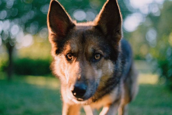 An alert pointy-eared dog with perked-up ears looking intently outdoors, showcasing highly expressive canine body language.