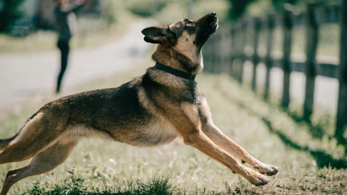 Emergency Recall: The One Command That Could Save Your Dog’s Life