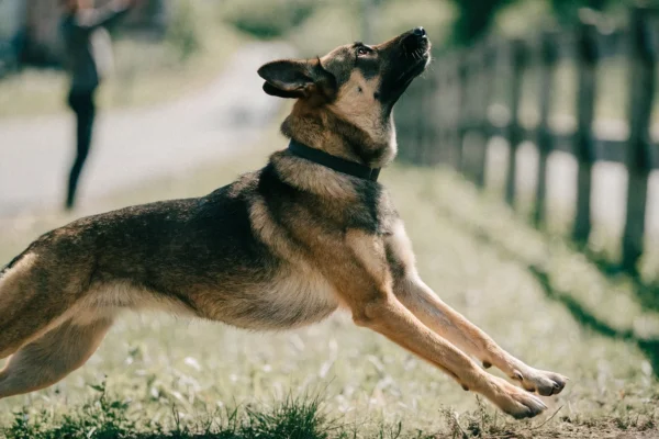 Dog turning immediately in response to emergency recall command near a hazard