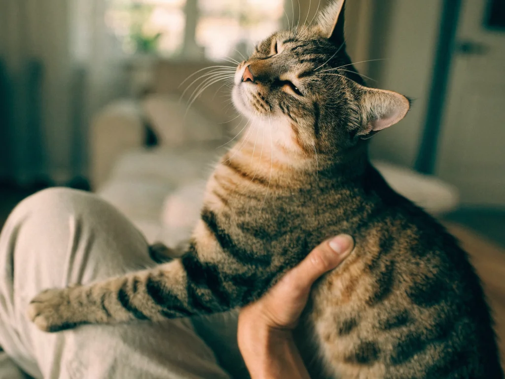 Senior cat resting in owner's lap — close companionship is central to end-of-life comfort care for cats