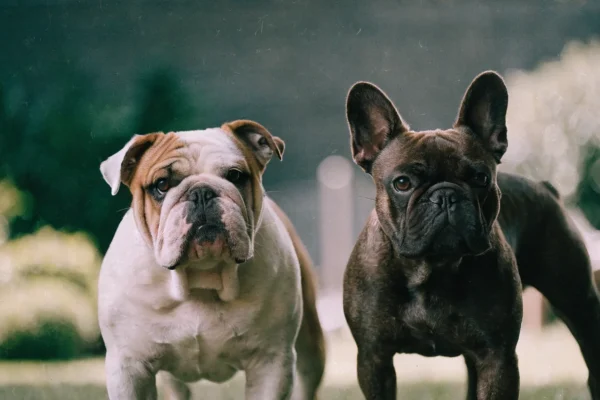 English Bulldog and French Bulldog standing together outdoors