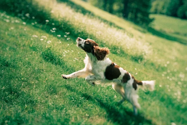 Liver-and-white English Springer Spaniel running through a meadow, showing the breed's characteristic coat pattern