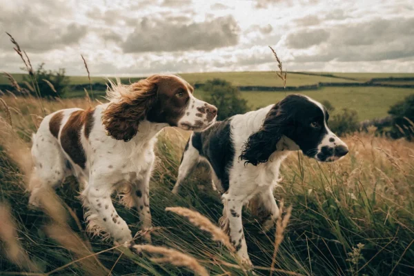 Two English Springer Spaniels working through tall grass in the English countryside with rolling green hills and stone walls