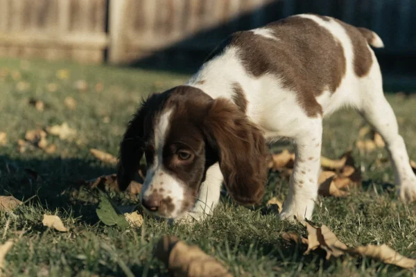 Liver and white English Springer Spaniel puppy exploring a grassy backyard