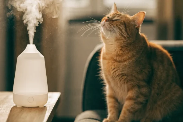Essential oil diffuser on shelf with a cat sitting nearby on a couch