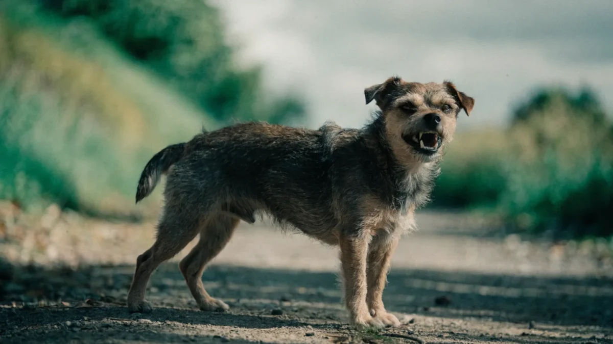 Fear Aggression in Dogs: Recognizing the Signs and Building Confidence