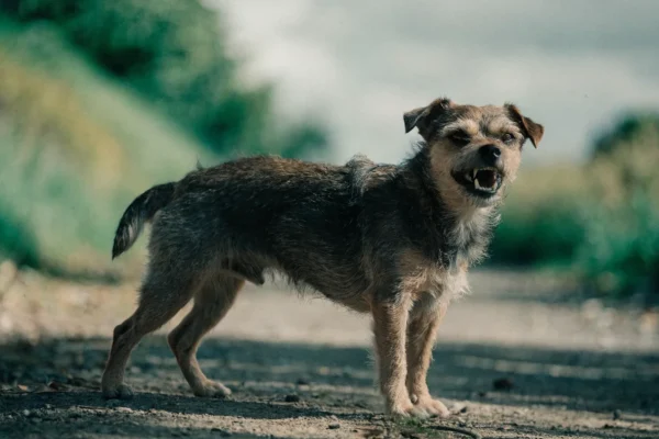 Fear-aggressive dog showing defensive posture and teeth