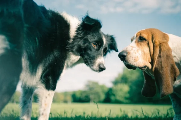 Active border collie and low-energy basset hound illustrating different dog activity levels