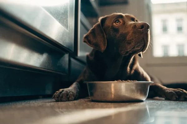 Chocolate Labrador sitting attentively beside a food bowl in a home kitchen