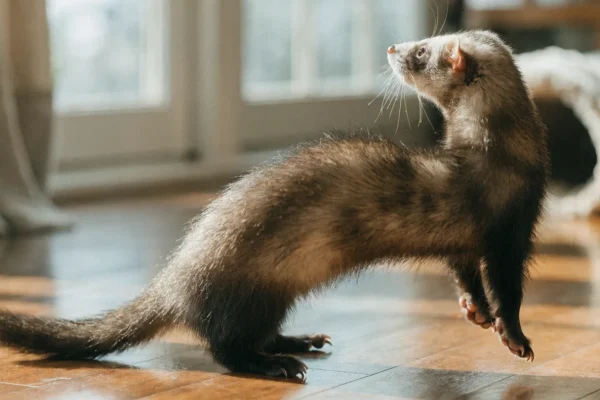 Sable ferret performing a war dance on a hardwood floor with a fleece tunnel toy in the background