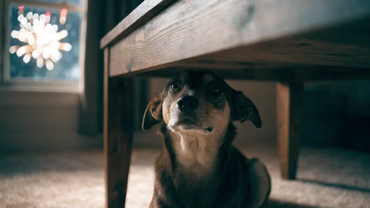 Anxious dog hiding under coffee table during fireworks with fearful body language