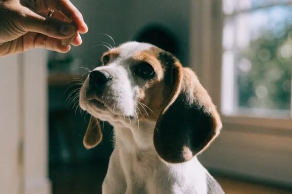 Young beagle puppy learning to sit during first training session