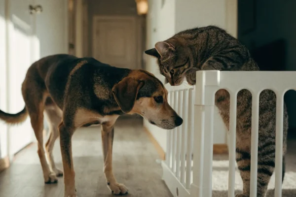 Dog and cat sniffing each other through a baby gate during a supervised first introduction in a home hallway
