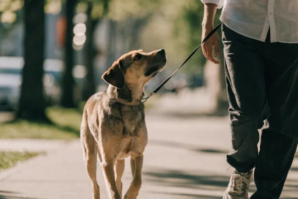 Person walking a mixed breed dog on a tree-lined sidewalk in morning light