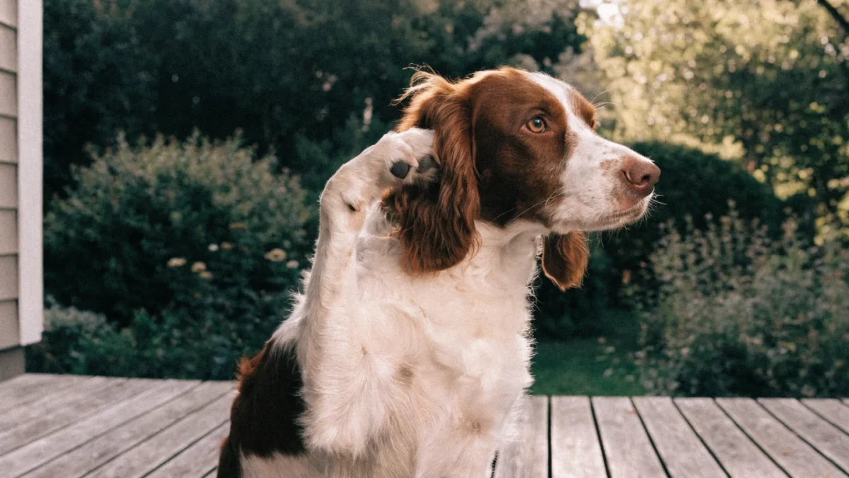 Flea and Tick Prevention: Products, Protocols, and Problem-Solving
