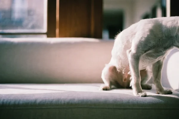 West Highland terrier scratching, illustrating food allergy symptoms in dogs