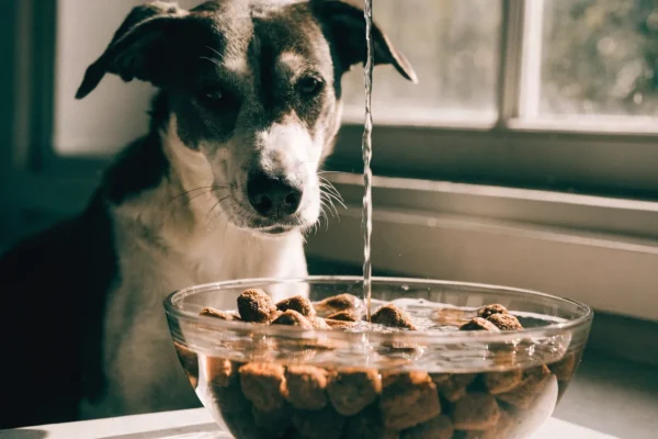 Freeze-dried dog food nuggets being rehydrated with water in a glass bowl